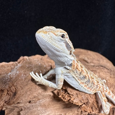 Bearded Dragons For Sale MorphMarket US Canada